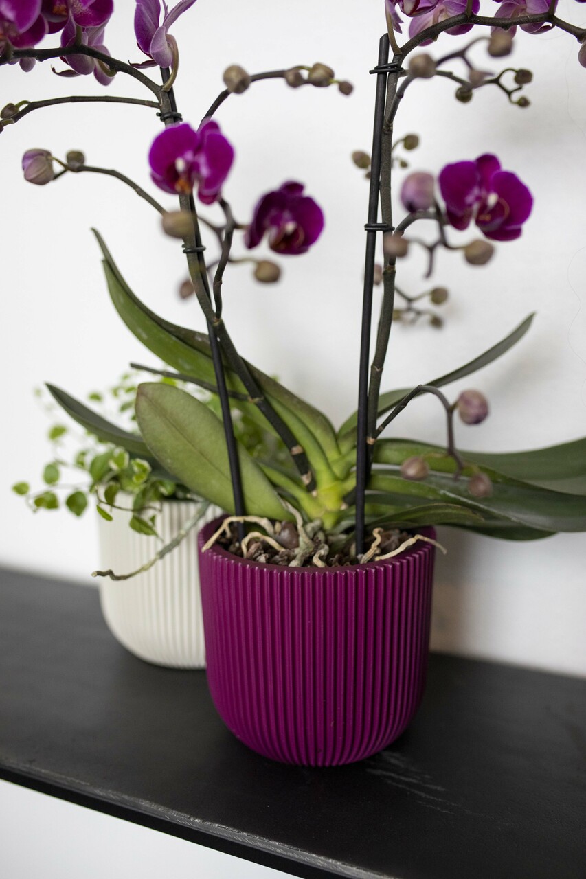 Pot Boule Groove Violet