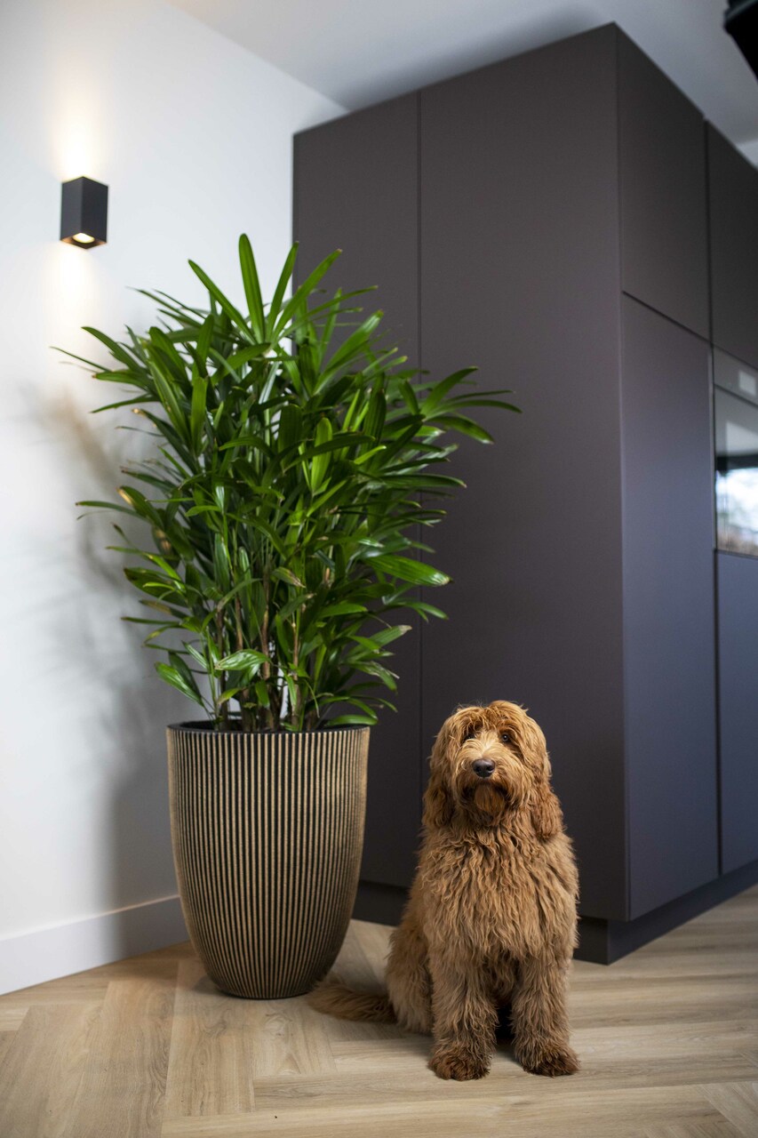 Vase Élégant Bas Groove NL Noir Or Vase Élégant Bas Groove NL Noir Or